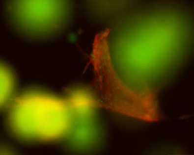 Applications & Protocols